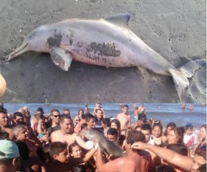 dolphin